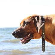 Rhodesian ridgeback (Bhara Bhara) Zibonille