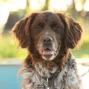 Kleiner münsterländer Amo <3