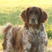 Kleiner münsterländer Amo <3