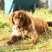 Kleiner münsterländer Amo <3