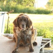 Kleiner münsterländer Amo <3