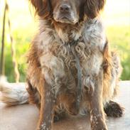 Kleiner münsterländer Amo <3