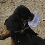 Rottweiler Barney