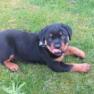 Rottweiler Barney