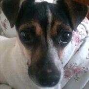 Blanding af racer Mille