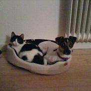 Blanding af racer Mille