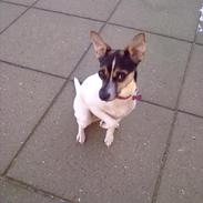 Blanding af racer Mille