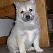 Norsk buhund Miss Bailey *Himmelhund*