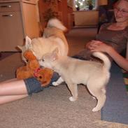 Norsk buhund Miss Bailey *Himmelhund*