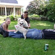 Norsk buhund Miss Bailey *Himmelhund*