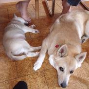 Norsk buhund Miss Bailey *Himmelhund*