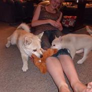 Norsk buhund Miss Bailey *Himmelhund*