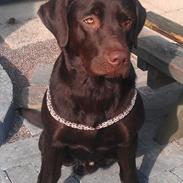 Labrador retriever Eddie