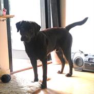 Labrador retriever Eddie