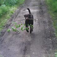 Labrador retriever Eddie