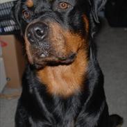 Rottweiler Ty