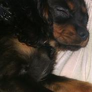 Cavalier king charles spaniel Nellie