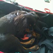 Cavalier king charles spaniel Nellie