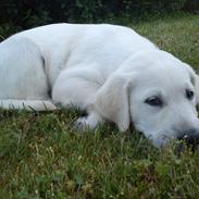 Labrador retriever Kessler