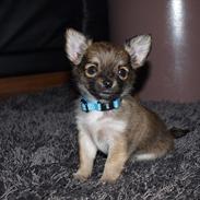Chihuahua Adam