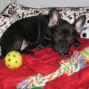 Fransk bulldog Zaki