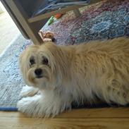 Coton de tulear Balou