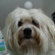 Coton de tulear Balou