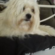 Coton de tulear Balou