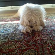 Coton de tulear Balou