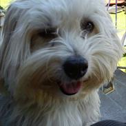 Coton de tulear Balou