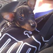 Dvaergpinscher Joey