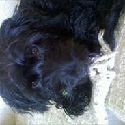 Blanding af racer Cirkeline