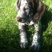 Blanding af racer Sonja 