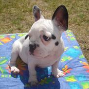 Fransk bulldog Bella