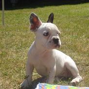 Fransk bulldog Bella