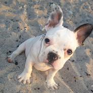 Fransk bulldog Bella