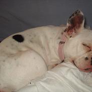 Fransk bulldog Bella