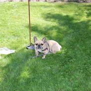 Fransk bulldog Bardi