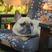 Fransk bulldog Bardi