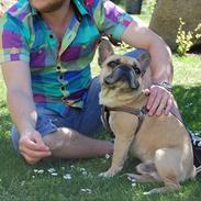 Fransk bulldog Bardi