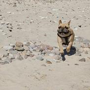 Fransk bulldog Bardi