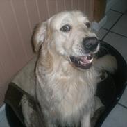 Golden retriever Anton