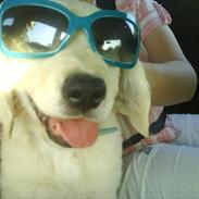 Golden retriever Anton