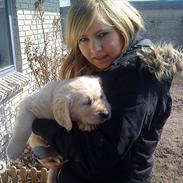 Golden retriever Anton