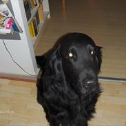 Flat coated retriever Black Amandas JellyBean (Camillo) R.I.P :')