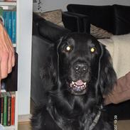 Flat coated retriever Black Amandas JellyBean (Camillo) R.I.P :')