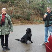 Flat coated retriever Black Amandas JellyBean (Camillo) R.I.P :')