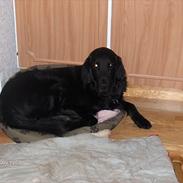 Flat coated retriever Black Amandas JellyBean (Camillo) R.I.P :')