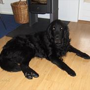 Flat coated retriever Black Amandas JellyBean (Camillo) R.I.P :')