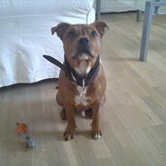 Staffordshire bull terrier Tovdal Bullet